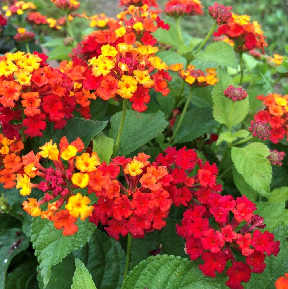 Carpet Creeping lantana in full sun thrives in bright outdoor settings