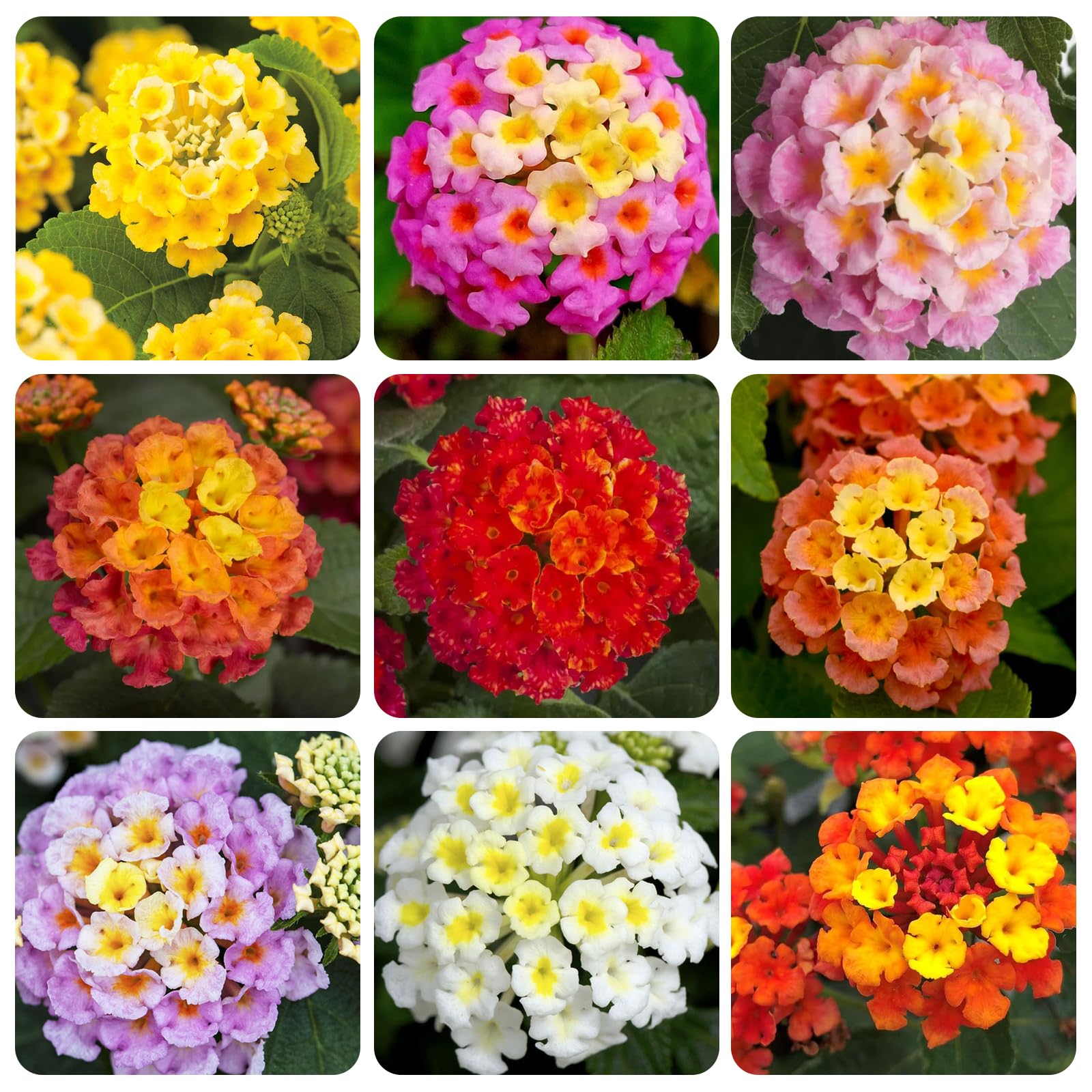 Carpet Creeping lantana mix seeds in packet for versatile indoor or outdoor planting