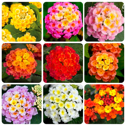 Carpet Creeping lantana mix seeds in packet for versatile indoor or outdoor planting