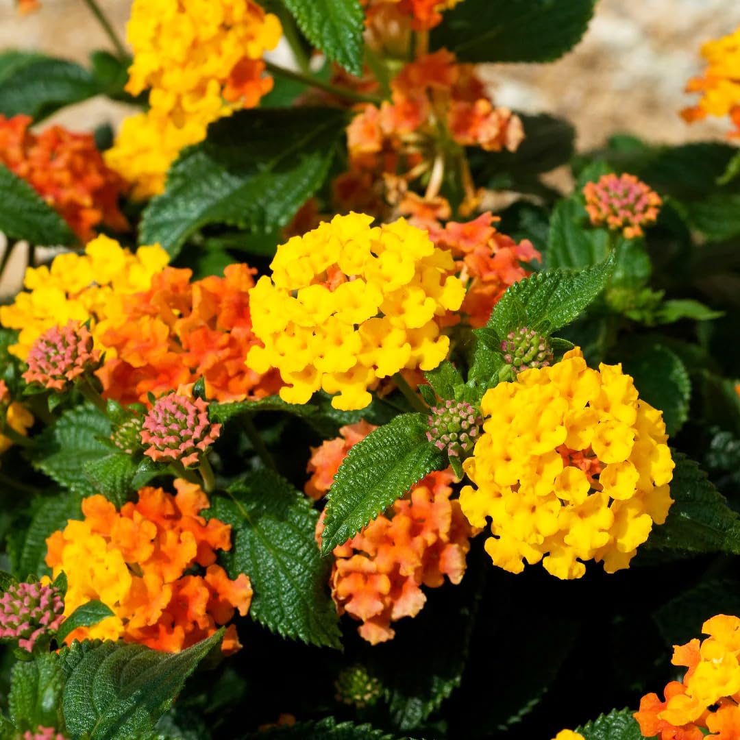 Carpet Creeping lantana planted in outdoor beds and borders