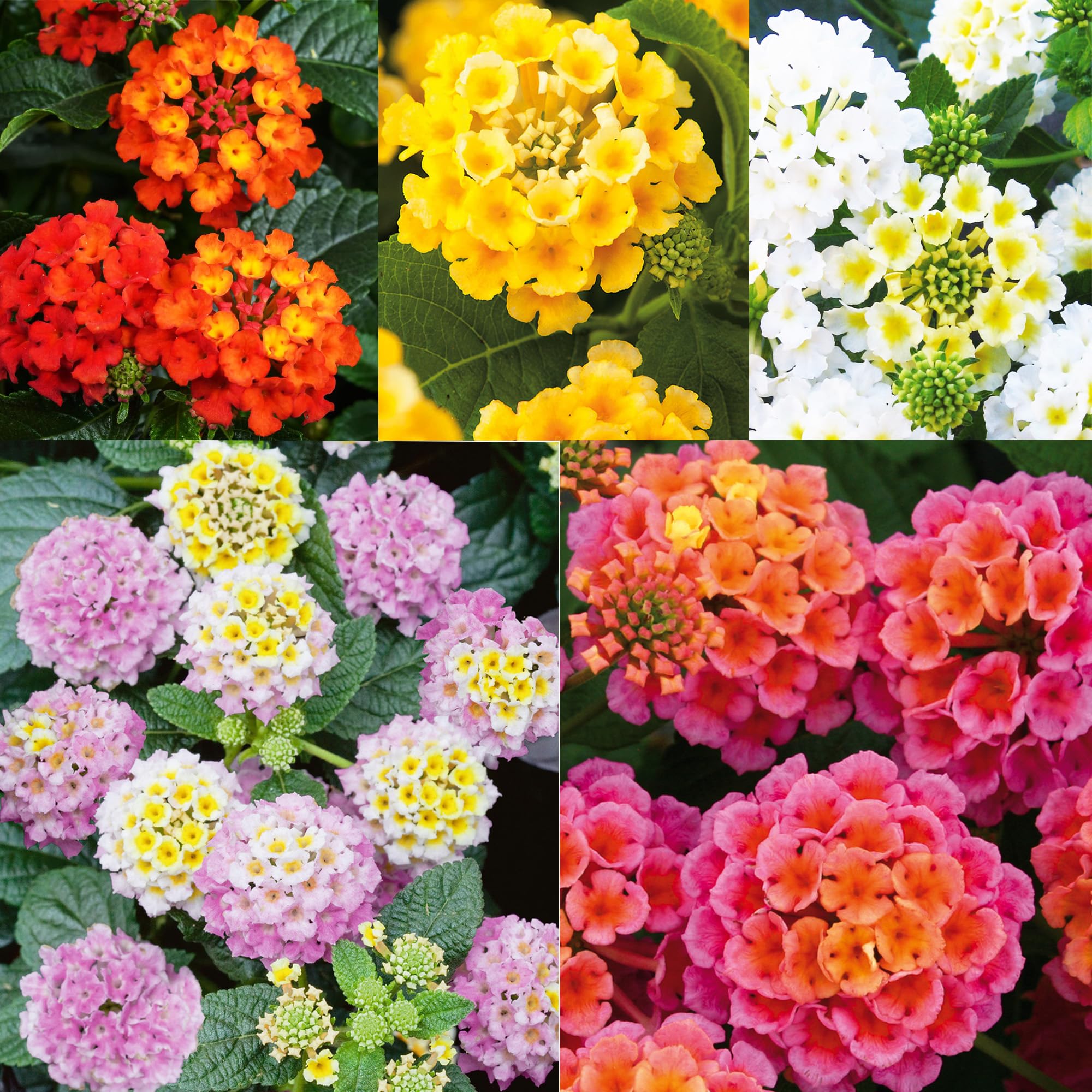 Carpet Creeping lantana mix in outdoor garden bed showcasing colorful blooms