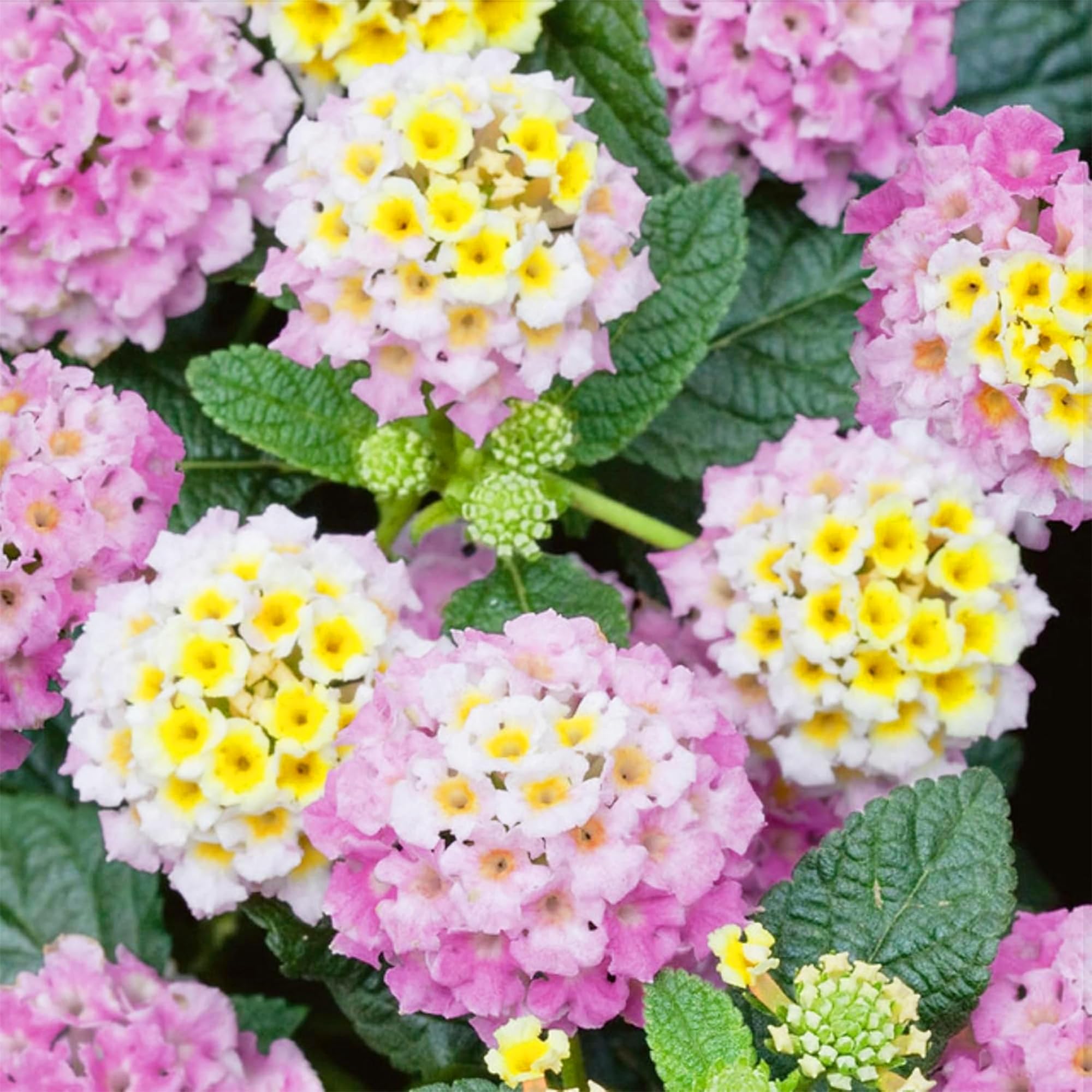 Carpet Creeping lantana attracts pollinators like butterflies and bees
