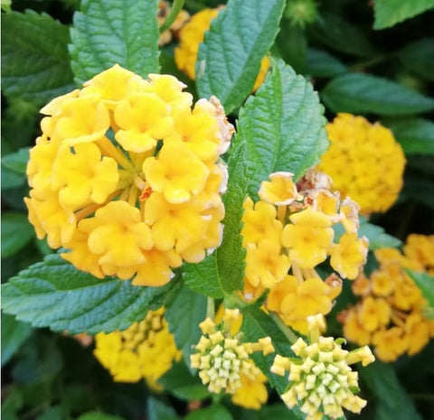 Carpet Creeping lantana attracts pollinators, supporting a lively garden