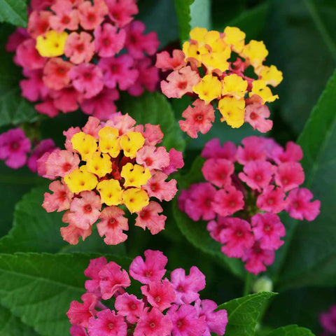 Carpet Creeping lantana with well-drained soil improves growth in pots