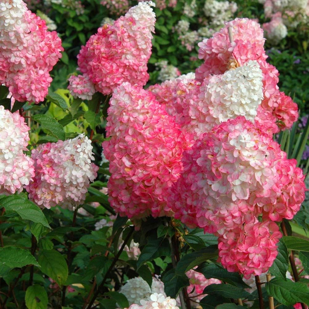 Carpet Creeping large bloom clusters hint at sustained garden drama