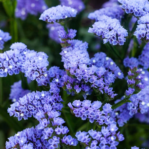 Carpet Creeping dried arrangements showcase durable limonium stems and texture.