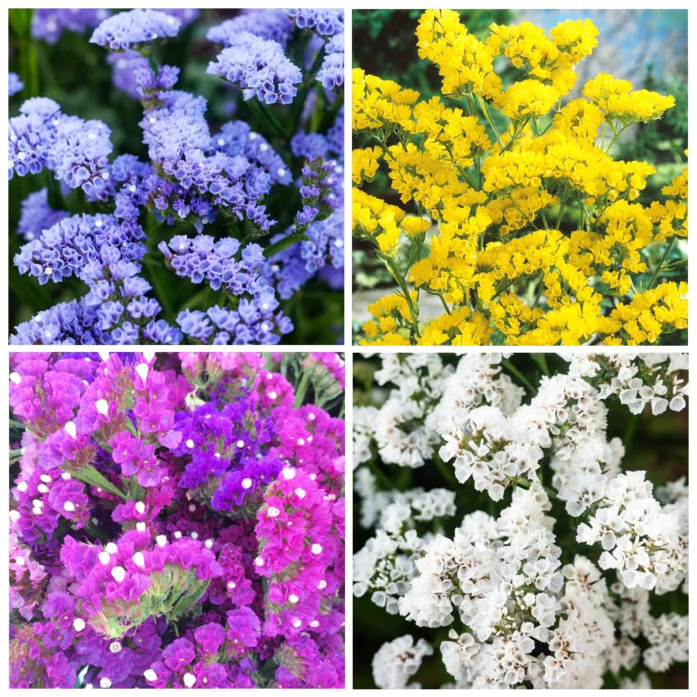 Carpet Creeping fresh-cut bouquet highlight with limonium's airy petals.