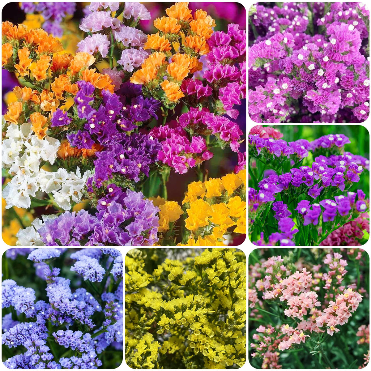 Carpet Creeping limonium seed pack for effortless planting and vibrant garden color.