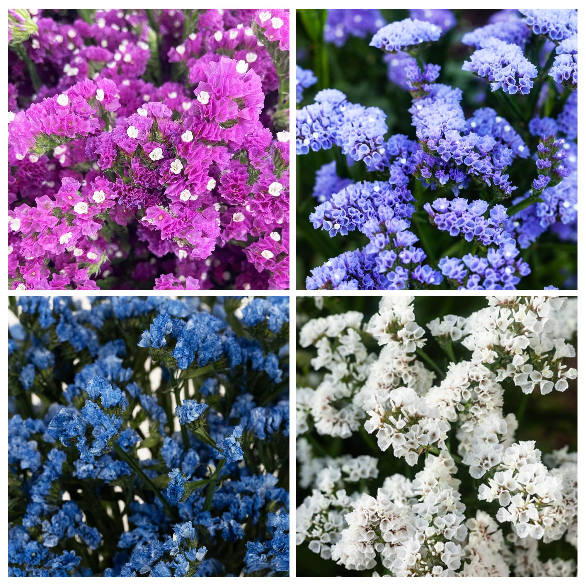 Carpet Creeping limonium strong stems support long-lasting arrangements.