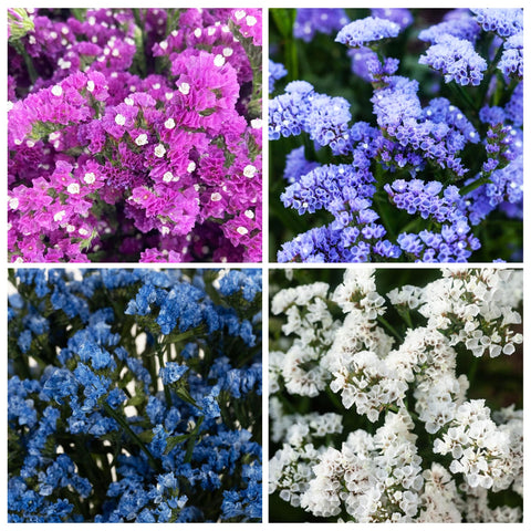 Carpet Creeping limonium strong stems support long-lasting arrangements.
