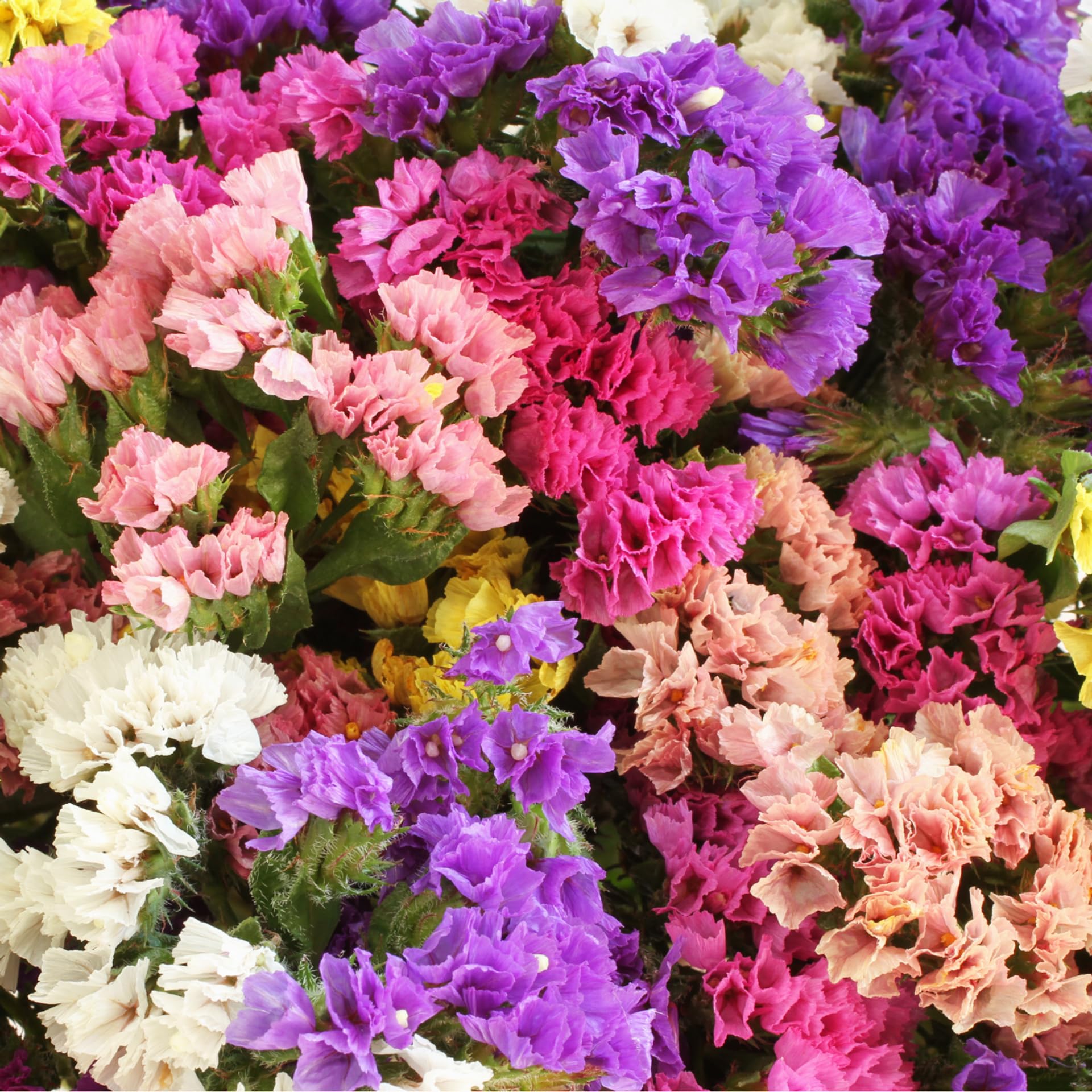Carpet Creeping summer blooms brighten beds and borders with color.