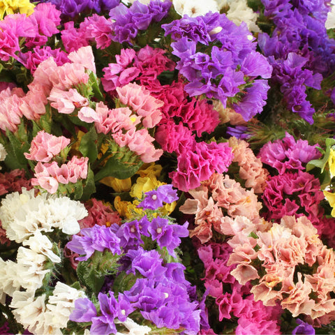 Carpet Creeping summer blooms brighten beds and borders with color.