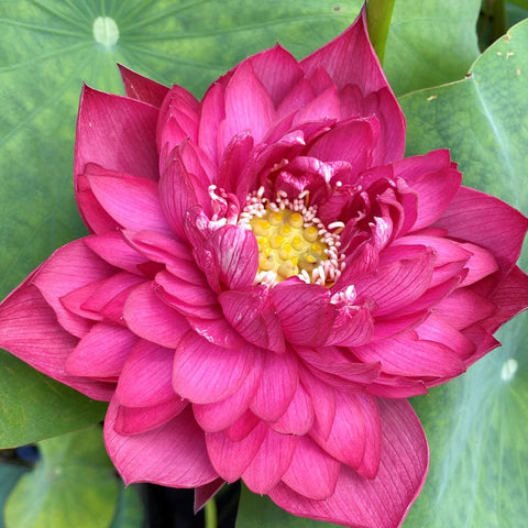 Carpet Creeping lotus seedling growth suggests vibrant aquatic blooms