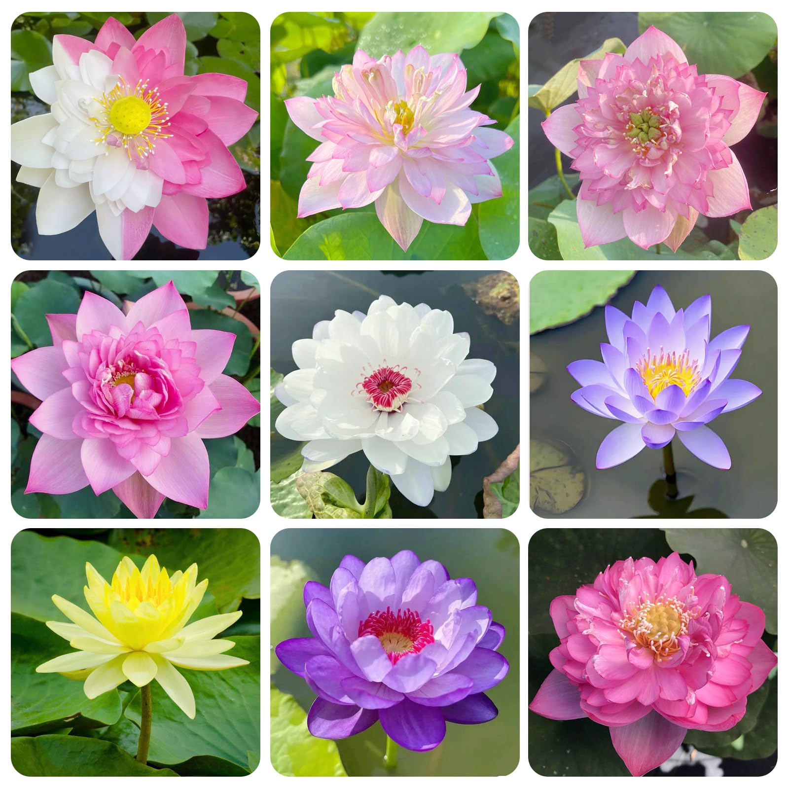 Carpet Creeping lotus seeds germination hints at easy sprouting in garden ponds