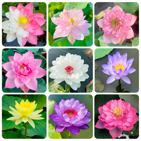 Carpet Creeping lotus seeds germination hints at easy sprouting in garden ponds