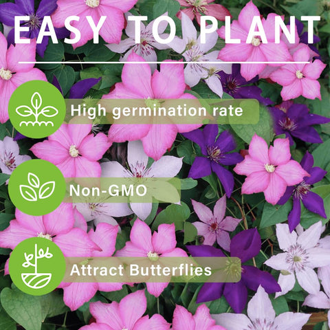Carpet Creeping Clematis thrives with minimal upkeep in home gardens