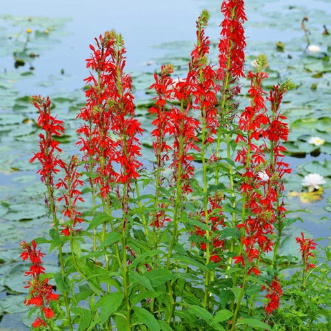 Carpet Creeping mid-summer to early fall bloom provides long color in late season.