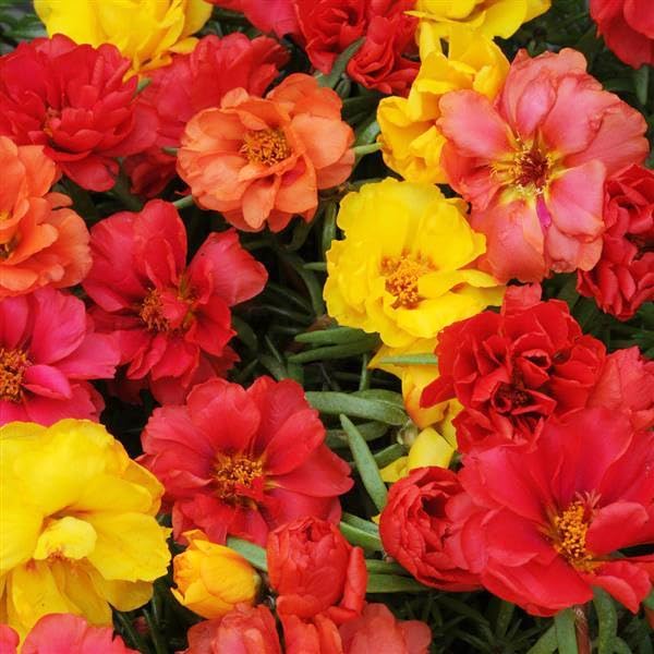 Carpet Creeping Moss Rose spreads up to 14 inches for a natural carpet.