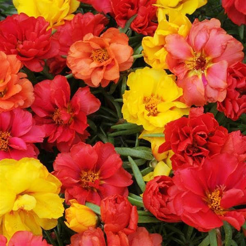 Carpet Creeping Moss Rose spreads up to 14 inches for a natural carpet.