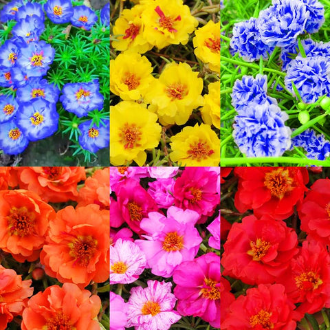 Carpet Creeping Moss Rose seeds for outdoor planting create vibrant, low-maintenance borders.