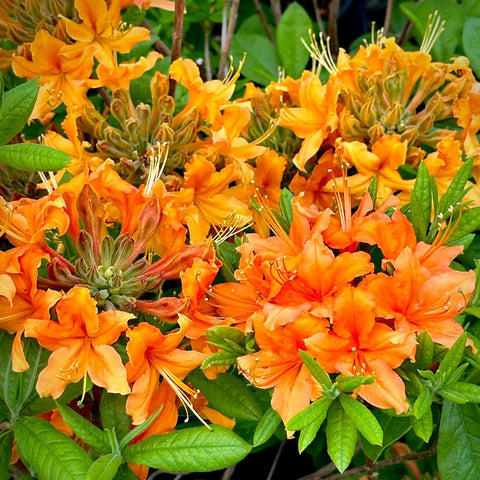 Carpet Creeping ornamental shrub garden idea for lush focal points