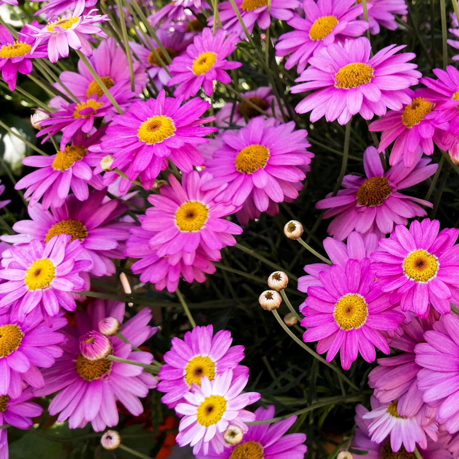 Carpet Creeping painted daisy seeds yellow-centered flowers brighten beds.