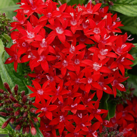 Carpet Creeping Pentas Lucky Star seeds display rich color variety for vibrant borders