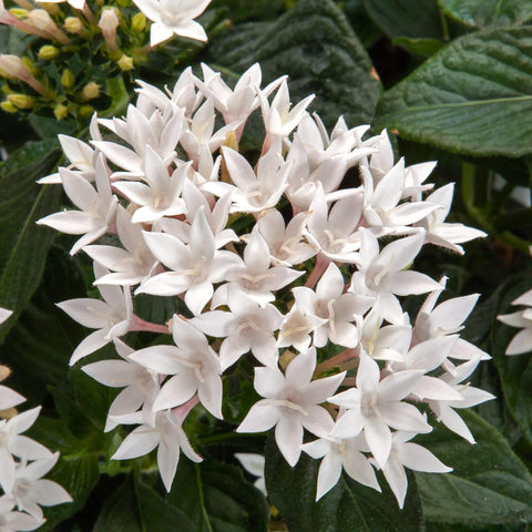 Carpet Creeping Pentas Lucky Star seeds suit containers and beds alike