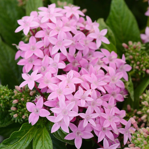 Carpet Creeping Pentas Lucky Star seeds endure heat and drought in sunny gardens
