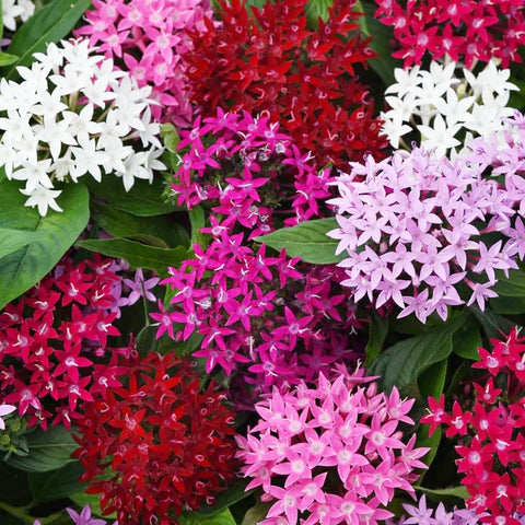 Carpet Creeping Pentas Lucky Star seeds ready for outdoor planting in colorful garden beds