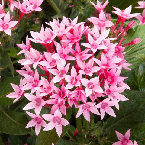 Carpet Creeping Pentas Lucky Star seeds attract butterflies and bees for pollinator gardens