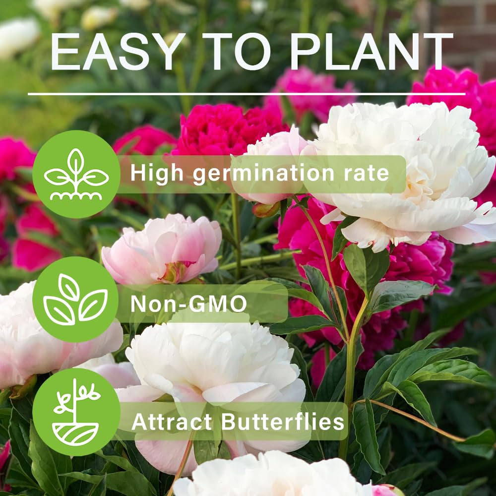 Carpet Creeping peony seeds are ideal for cut flower arrangements and indoor displays.