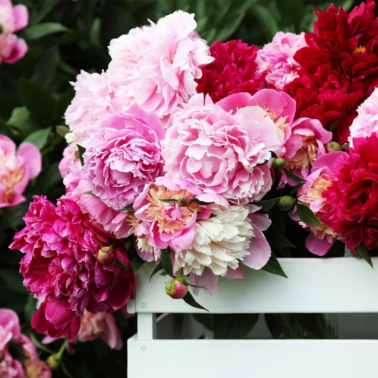 Carpet Creeping peony seeds resist deer and pests in many gardens.