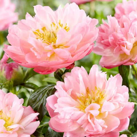 Carpet Creeping fragrant peony seeds for aromatic garden charm.