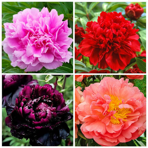 Carpet Creeping peony seeds in mixed colors for vibrant garden color and pollinator visits.