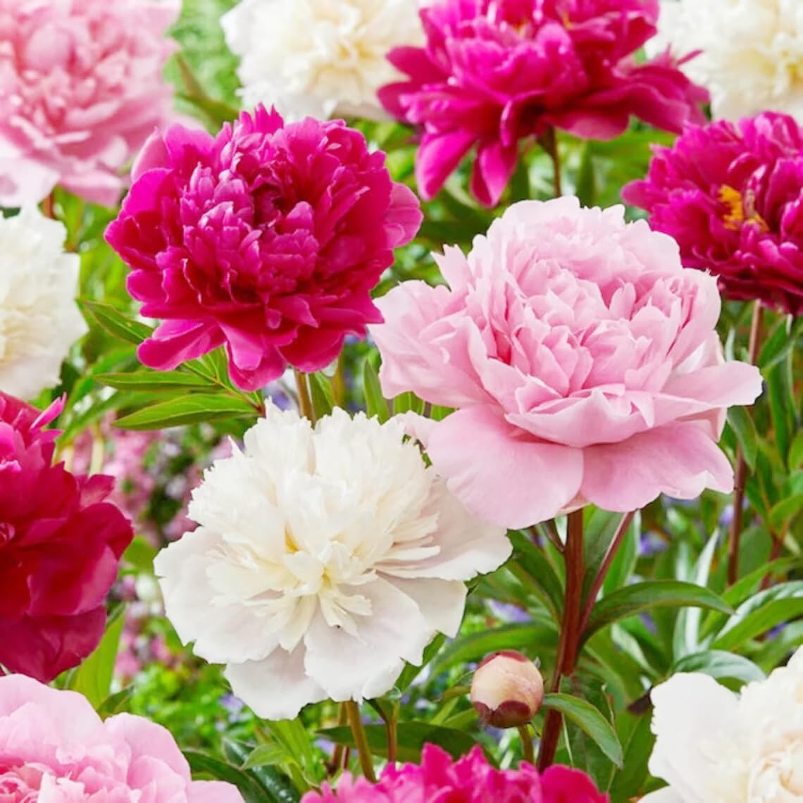 Carpet Creeping peony seeds promise perennial blooms for years of color.