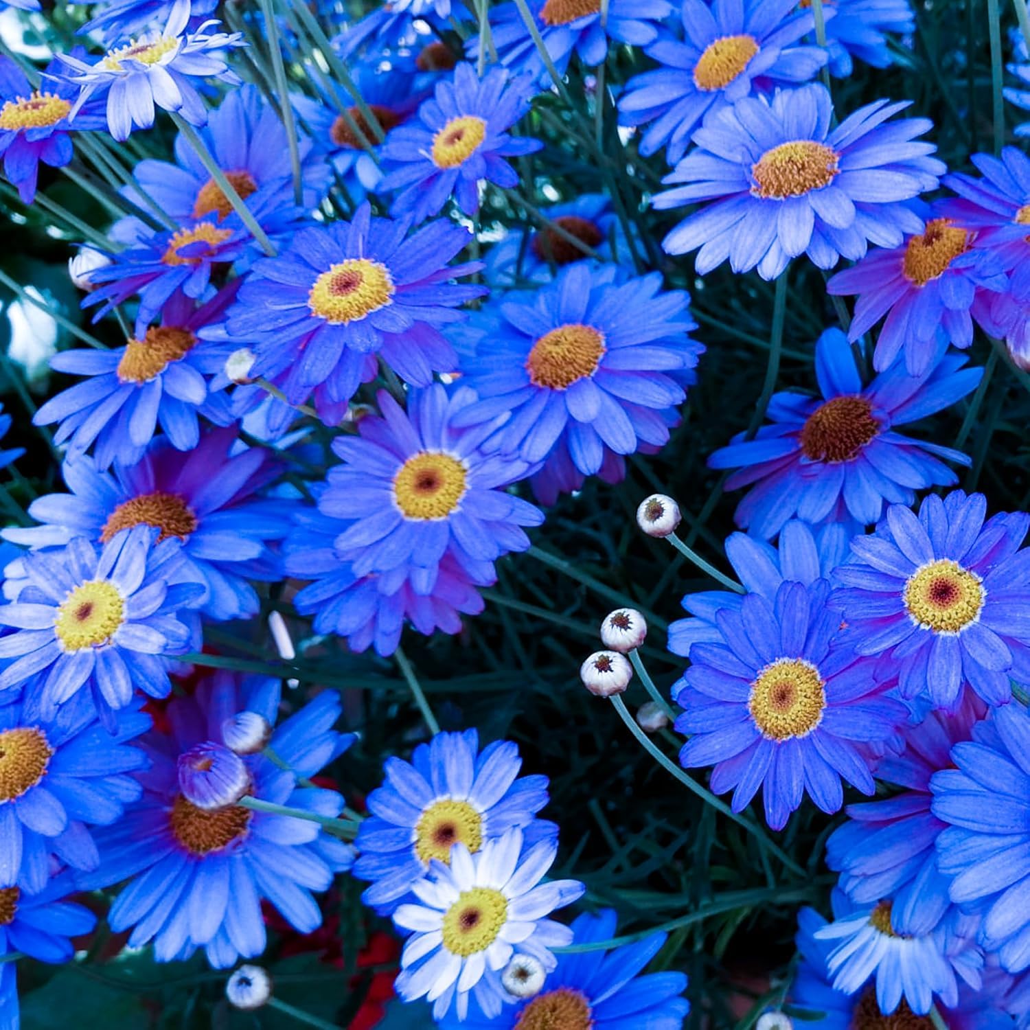 Hardy perennial mix tolerates diverse climates and keeps a garden lively.