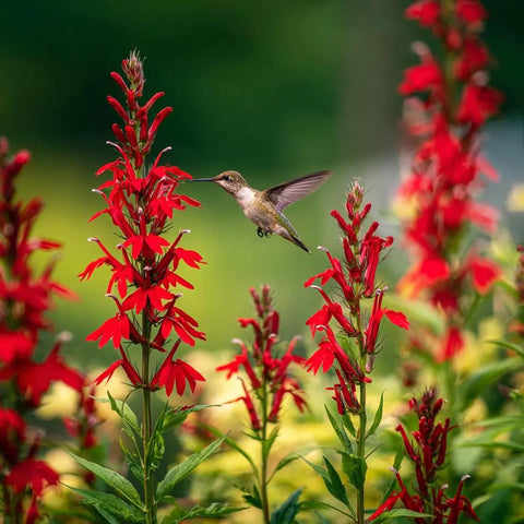 Carpet Creeping cardinal plant reaches 2 to 4 feet, adding vertical garden interest.