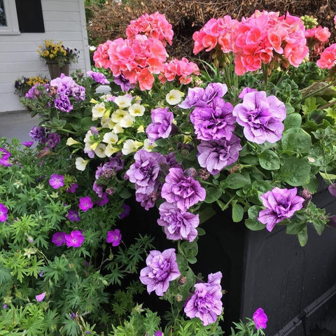 Carpet Creeping pollinator attracting geranium flowers for bees and butterflies