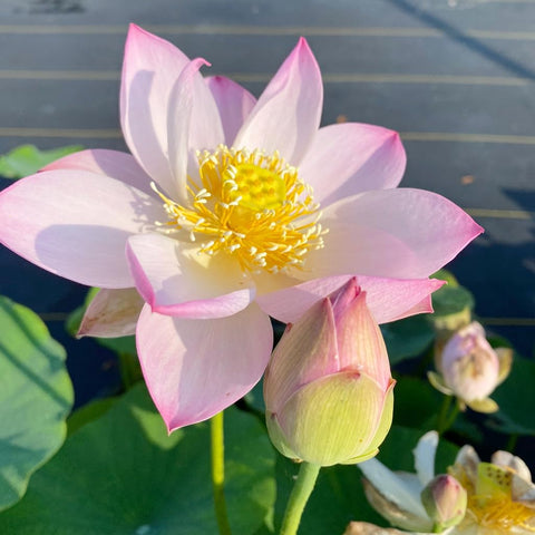 Carpet Creeping pond garden setup demonstrates versatile water feature placement