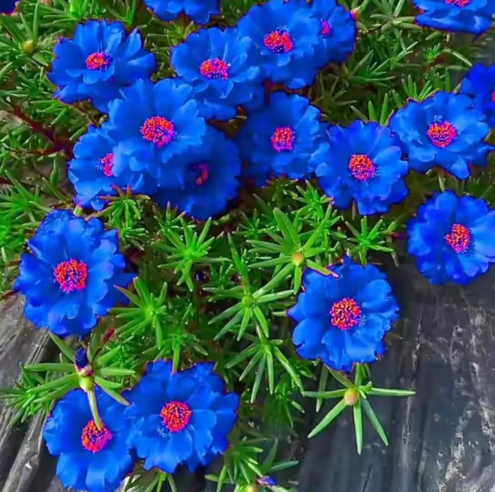 Carpet Creeping Portulaca Grandiflora Rose flowers deliver continuous color in sun.