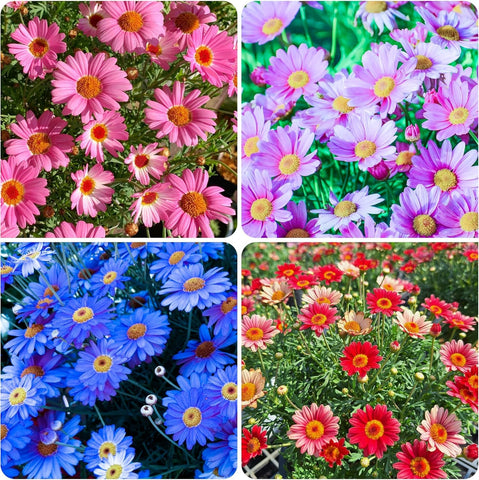 Carpet Creeping Pyrethrum pink lilac white blooms add seasonal interest for borders.