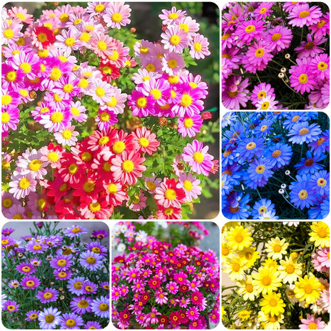 Carpet Creeping Pyrethrum daisy red pink blooms boost color and attract pollinators.