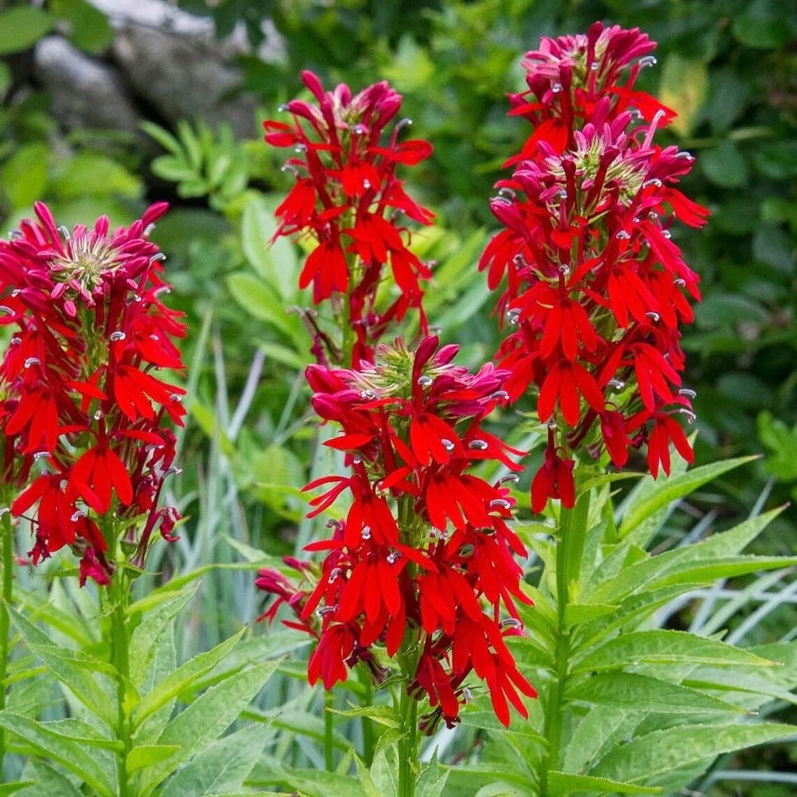 Carpet Creeping red cardinal flower seeds ready for outdoor planting to brighten borders.