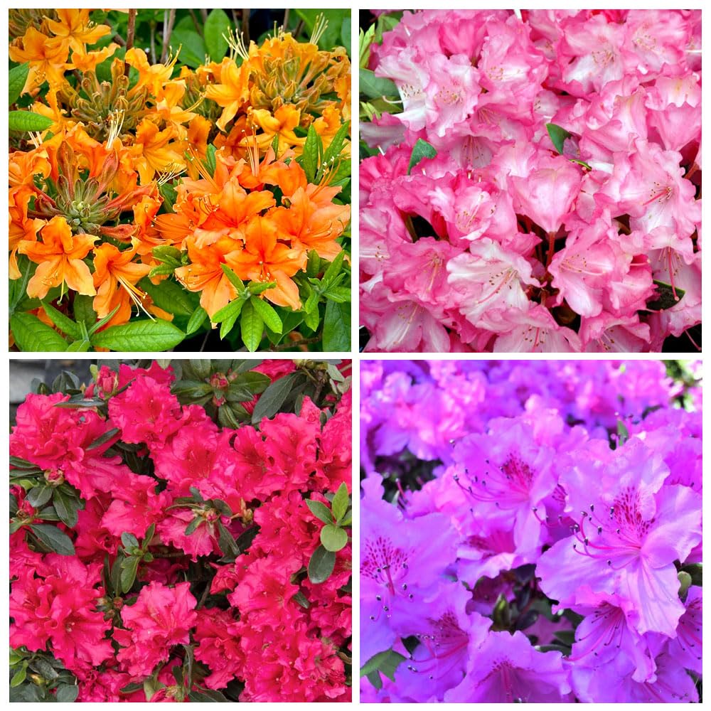 Carpet Creeping rhododendron seeds multi hues add seasonal color to outdoor borders