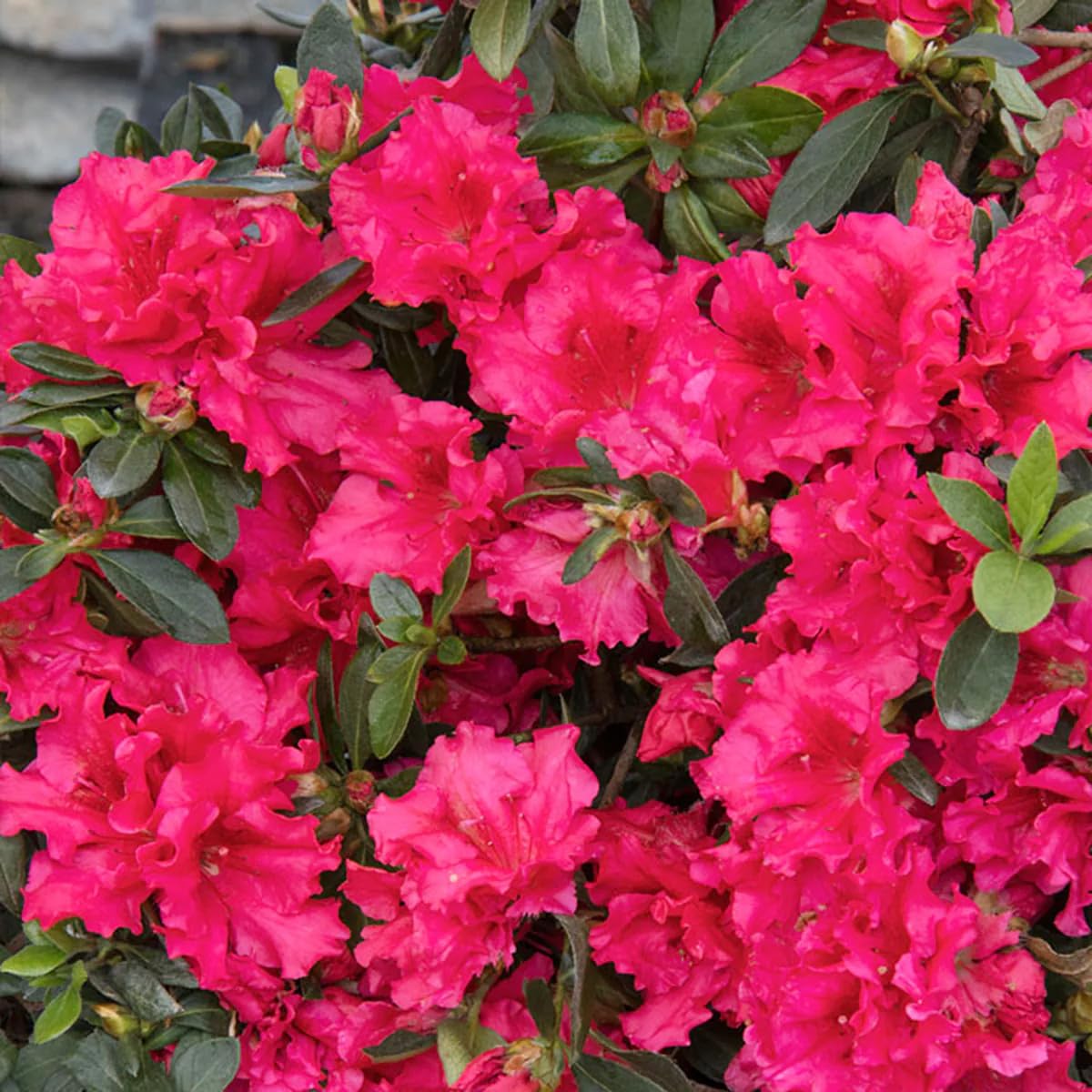Carpet Creeping Schlippenbachii seeds bush illustration for decorative hedges