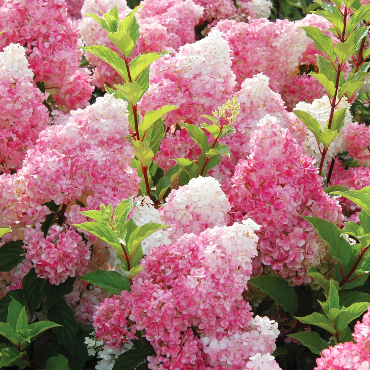 Carpet Creeping seed pack with vanilla strawberry hydrangea seeds for sowing garden color
