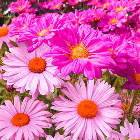 Start from seed trays, then transplant for thriving color in your beds.
