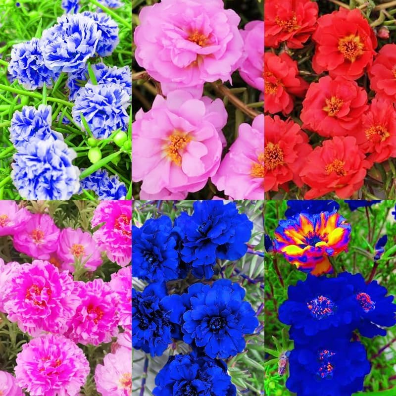 Carpet Creeping Moss Rose self-seeds, enhancing garden color over time.