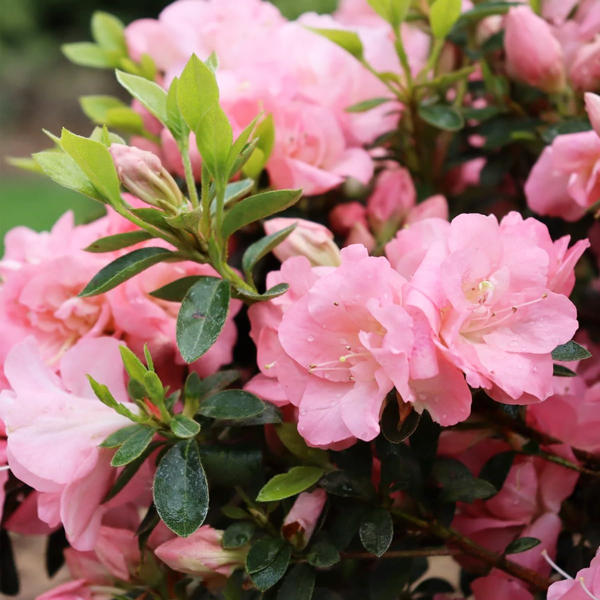 Carpet Creeping shade-tolerant azalea condition for cool, humid gardens